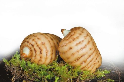 鏈上發(fā)力 云藥產(chǎn)業(yè)提質(zhì)升級(jí)