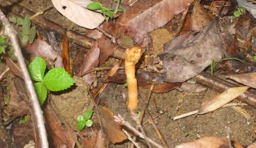 山里做農(nóng)活,請別鏟除此草,它為珍貴植物,價值600元一斤