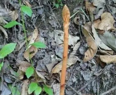 山坡上可見(jiàn),無(wú)葉無(wú)根,一枝獨(dú)秀,珍貴稀少