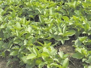 中國十個(gè)致富帶頭人的傳奇故事